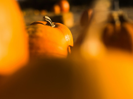 Fun Things To Do in the October Holidays in Aberdeenshire